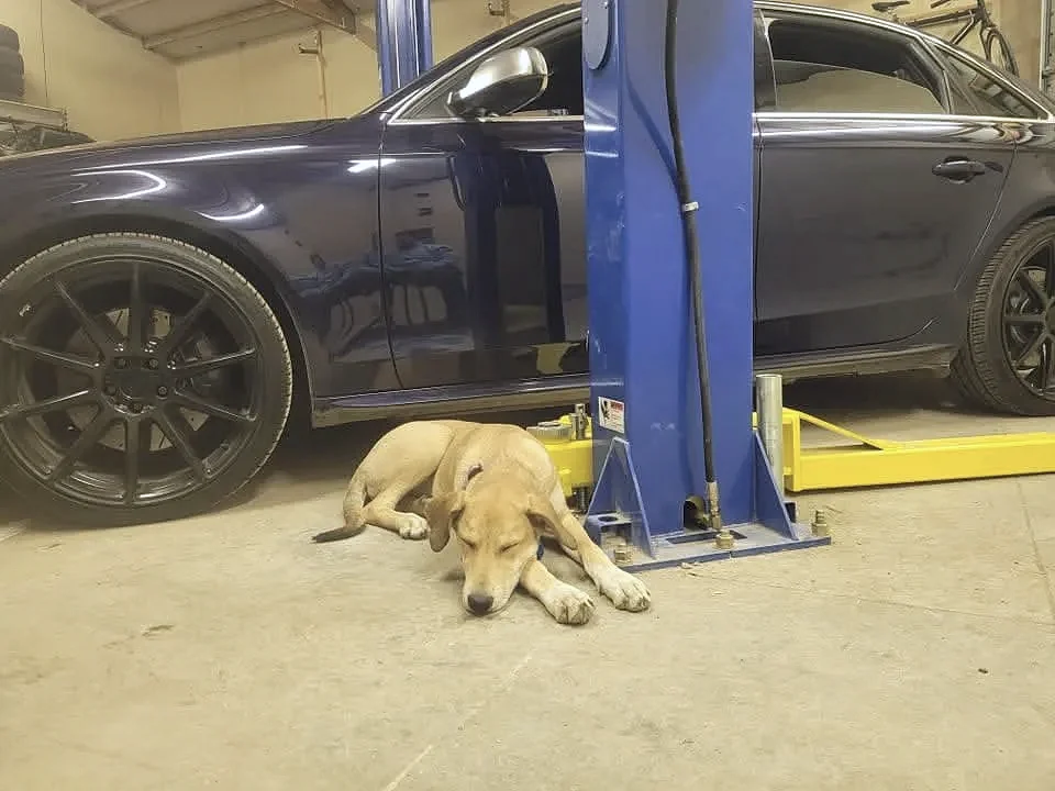 The shop dog keeping an eye on things